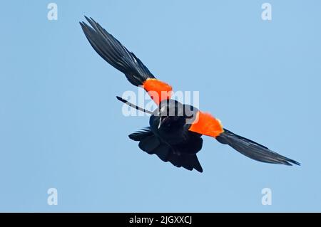 Amsel mit Rotflügeln Stockfoto