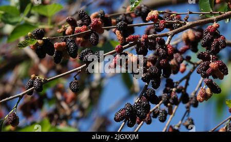 Maulbeerbeeren auf einem Maulbeerbaum Stockfoto