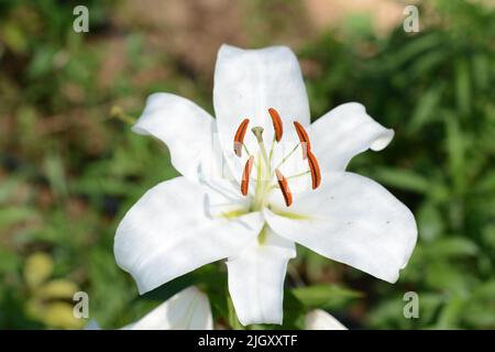 Wunderschöne weiße Lilienblüten, die im Garten blühen Stockfoto