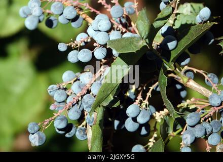 Beeren Teren Spiny auf einem Ast Stockfoto