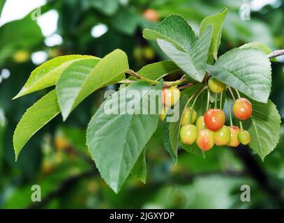 Kirschbeeren Würzen Sie auf Baumzweigen Stockfoto