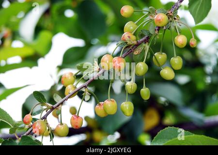 Kirschbeeren Würzen Sie auf Baumzweigen Stockfoto