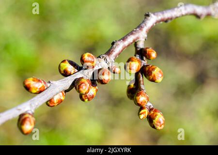 Ungeblühte Apfelknospen im frühen Frühjahr auf verschwommenem Hintergrund, ein Apfelbaumbaum vor der Blüte, Knospen auf einem Baumzweig Stockfoto