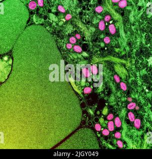Monkeypox. Kolorierte Transmissionselektronenmikroskopie reifer extrazellulärer Nipah-Viruspartikel (rot) nahe der Peripherie einer infizierten VERO-Zelle (blau und grün). Aufnahme in der NIAID Integrated Research Facility in Fort Detrick, Maryland. Credit NIAID Monkeypox ist eine infektiöse Viruserkrankung, die bei Menschen und einigen anderen Tieren auftreten kann.Symptome sind Fieber, geschwollene Lymphknoten und ein Ausschlag, der Blasen bildet und dann Krusten über. Die Zeit von der Exposition bis zum Einsetzen der Symptome reicht von 5 bis 21 Tage. Die Dauer der Symptome beträgt in der Regel 2 bis 4 Wochen. Stockfoto