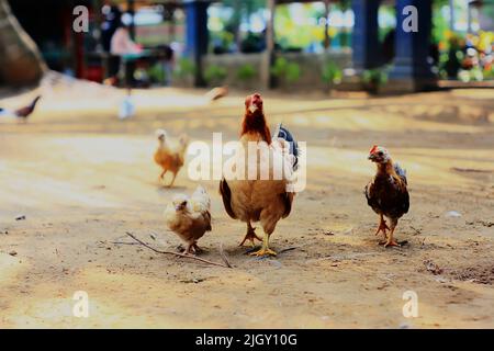 Mutter Henne mit Hühnern in einem ländlichen Hof Stockfoto