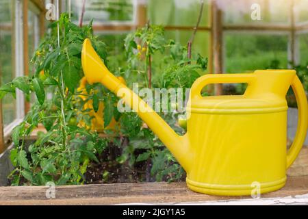 Eine gelbe Kunststoff-Gießkanne steht in einem Gewächshaus. Stockfoto