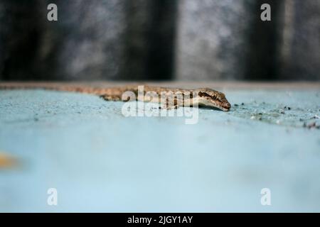 Asian House Eidechse (hemidactylus) oder gewöhnlicher Gecko auf dem blauen Tisch Stockfoto