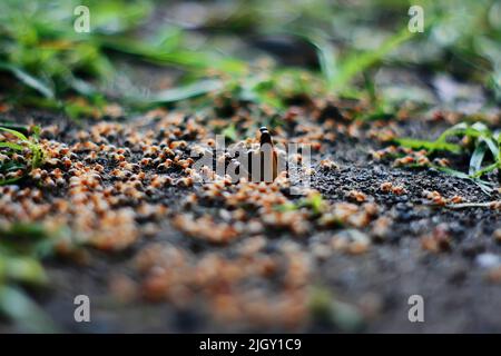 Alates Termite geflügeltes Insekt auf dem Boden Stockfoto