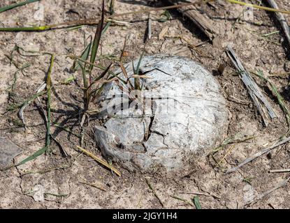 Eine Pflanze, die aus der Kokosnuss in trockenem Boden wächst Stockfoto