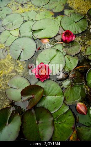 Lily Pads und Blumen auf stilles Teich Stockfoto