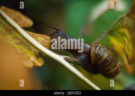 Gartenschnecke (Makro), die Blei auf einem Ast frisst Stockfoto
