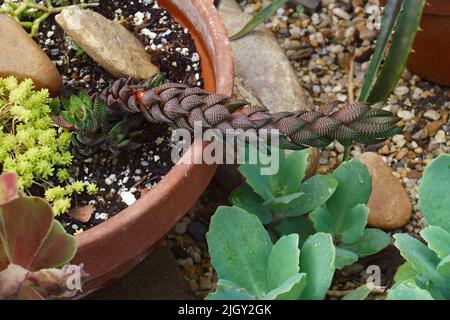 Zebrawarze (Haworthiopsis reinwardtii). Ein anderer botanischer Name ist Haworthia reinwardtii Stockfoto