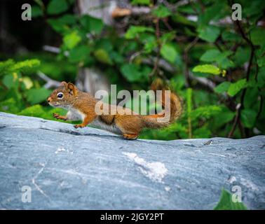 Ein Blick auf ein kleines Eichhörnchen, das auf einem Baumstamm in den Wäldern läuft, wo es niedlich aussieht Stockfoto