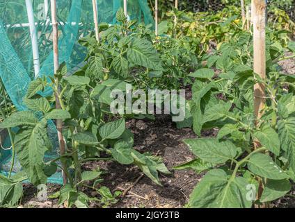 Tomoatoe Pflanzen in Reihen, die im Freien mit Stöcken verbunden sind und von Stöcken unterstützt werden Stockfoto