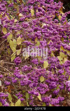 Schwere Beere japanische Beautyberry (Callicarpa japonica „Heavy Berry“) Stockfoto