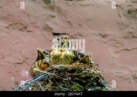 Drei amerikanische Robin-Jungvögel, Turdus emigratortorius, in einem Nest in einem Innenhof in New York City, NY, USA Stockfoto