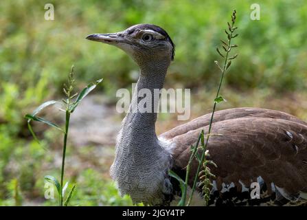 Nahaufnahme eines australischen Bustards (Ardeotis australis) in Sydney, NSW, Australien (Foto: Tara Chand Malhotra) Stockfoto