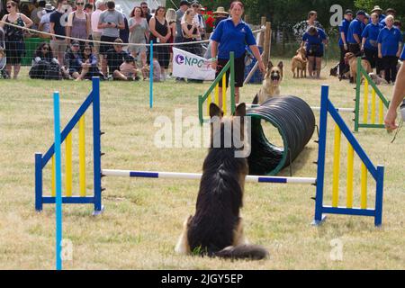 Happy Tailwaggers Dog Agility Display Team auf der Tendring Hundert Show in Essex. Die Hunde sind dabei, durch einen Tunnel zu laufen, der sich gegenseitig passiert. Stockfoto