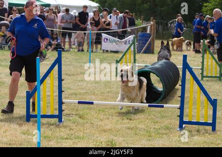 Happy Tailwaggers Dog Agility Display Team auf der Tendring Hundert Show in Essex. Die Hunde sind dabei, durch einen Tunnel zu laufen, der sich gegenseitig passiert. Stockfoto