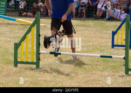 Happy Tailwaggers Dog Agility Display Team auf der Tendring Hundert Show in Essex. Ein kleiner Hund springt über eine Bar. Stockfoto