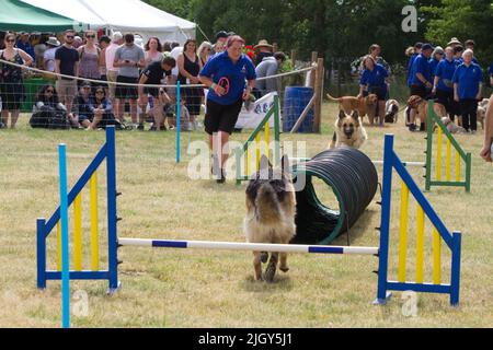 Happy Tailwaggers Dog Agility Display Team auf der Tendring Hundert Show in Essex. Die Hunde sind dabei, durch einen Tunnel zu laufen, der sich gegenseitig passiert. Stockfoto