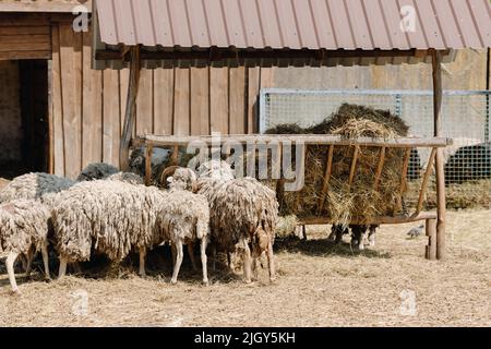 Viele Schafe fressen Heu aus einem Holzfeeder auf einem Bauernhof. Hochwertige Fotos Stockfoto