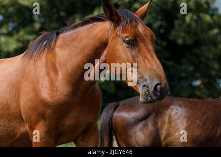 Ein Pferd, das Gras frisst, Nahaufnahme, mit einem anderen Pferd dahinter. Selektiver Fokus, Hintergrundunschärfe Stockfoto