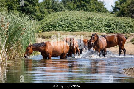 Pferde im Wasser. Eine Herde von Lorbeerpferden in einem Teich mit frischem Wasser, grasen auf Binsen und planschen, spielen und abkühlen an einem heißen Sommertag Stockfoto