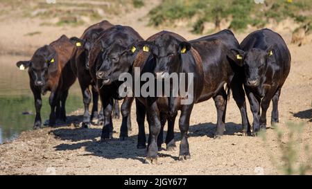 Eine Herde Bullen gruppieren sich und starren dem Betrachter entgegen, Kamera. Bullen, Kühe, Rinder, Nahaufnahme, Kopf an, Neugierig, schauend. Stockfoto