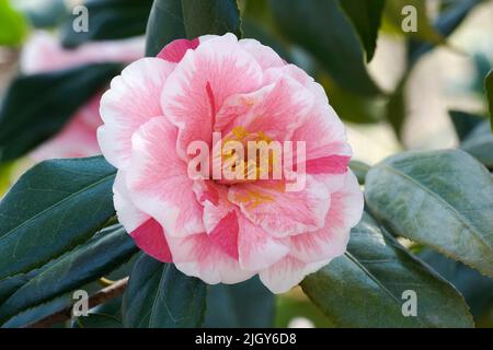 Lady Vansittart Kamelie (Camellia japonica „Lady Vansittart“) Stockfoto