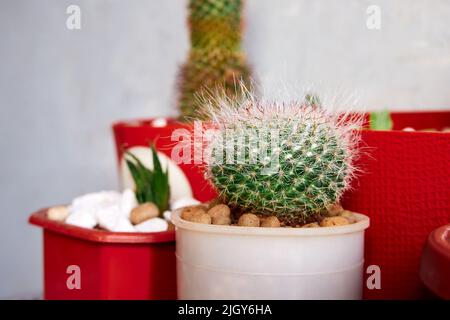 Kleiner grüner Kaktus. Kakteen im Innenbereich aus der Nähe Stockfoto