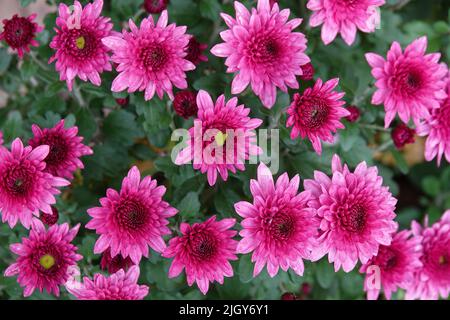 Rosa Chrysanthemen mit grünen Blättern Stockfoto