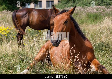Ein Pferd, das auf einem grünen Feld sitzt, blickt auf die Kamera. Hochformat, Nahaufnahme Stockfoto