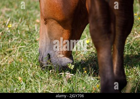 Ein schöner Lorbeerhengst grast im warmen Sommerlicht auf Grasland. Kopfschuss, Nahaufnahme Stockfoto