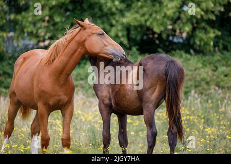 Zwei Pferde pflegen sich in einer Form von Freundschaft und zur Aufrechterhaltung der Hygiene durch die Kontrolle von Ektoparasiten. Feld und Bäume. Tageslicht. Sommer. Bay Horse. Stockfoto