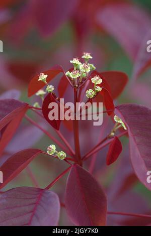 Burgund Wein karibische Kupferpflanze (Ecotinifolia 'Burgund Wine') Stockfoto