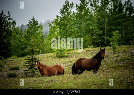 Wilde Pferde im Provinzpark von Alberta Stockfoto