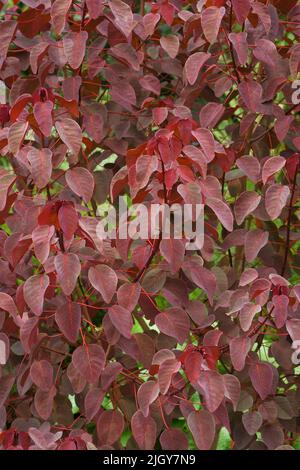 Smoketree-Spurge (Eforbia cotinifolia). Genannt tropischer Rauchbusch, karibische Kupferpflanze und mexikanischer Buschschwein Stockfoto