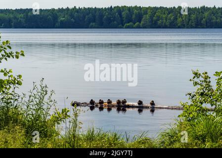 Wilde Enten sitzen friedlich auf einem Balken im See .Wsewolozhsk. Leningrad Stockfoto