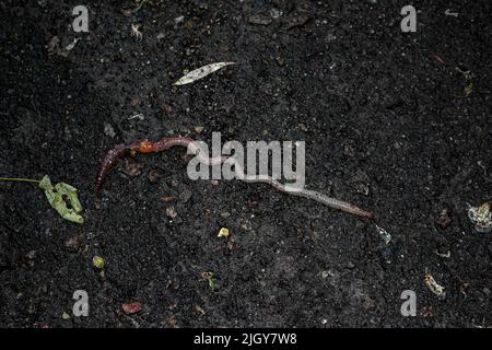 Rote Regenwurm es lebende Köder für die Fischerei isoliert auf dunklem Hintergrund. Fotografie bestehend aus gestreiftem, spiessenden Regenwurm auf Asphalt. Natürliche Schönheit aus Stockfoto