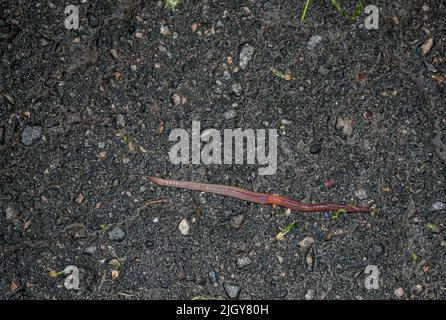 Rote Regenwurm es lebende Köder für die Fischerei isoliert auf dunklem Hintergrund. Fotografie bestehend aus gestreiftem, spiessenden Regenwurm auf Asphalt. Natürliche Schönheit aus Stockfoto