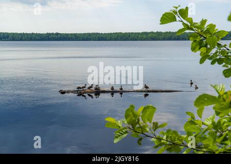 Wilde Enten sitzen friedlich auf einem Balken im See .Wsewolozhsk. Leningrad Stockfoto