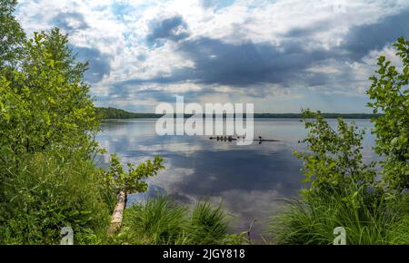 Wilde Enten sitzen friedlich auf einem Balken im See .Wsewolozhsk. Leningrad Stockfoto