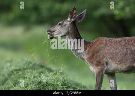 Rotwild, die sich in der Sommernatur von der Seite auf dem geschnittenen Feld füttern Stockfoto