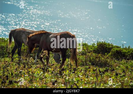 Zwei Pferde grasen auf einer Wiese auf einem Hügel mit Blick auf das Meer Stockfoto