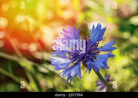 Die Atmosphäre eines Sommergartens, überflutet mit warmen Sonnenstrahlen. Blaue Kornblumenblüte Nahaufnahme vor dem Hintergrund von Grün. Stockfoto