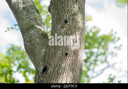 Buntspecht junges Küken am Nestloch in verfallender Esche. Dorset England, Großbritannien Stockfoto