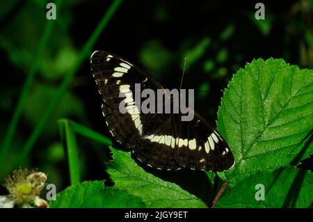 White Admiral Butterfly 'Limenitis camilla', Fahrten in breitblättrigen Wäldern, Somerset, England, Großbritannien Stockfoto