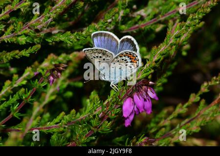 Silberbesetzte blaue Buttterflies, 'Plebeius argus'. Männlich, auf Bell Heather'Erica cinerea' auf Tiefland-Heide, im New Forest. Hampshire. VEREINIGTES KÖNIGREICH. Stockfoto