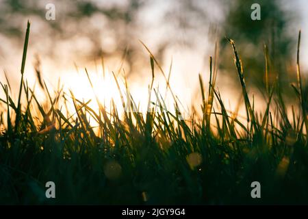 Silhouette von Gräsern oder Ernten bei Sonnenuntergang. Unschärfe-Gräser aus der Bodenansicht. Foto des Konzepts Natur oder Kohlenstoffnetz Null oder Kohlenstoffneutralität. Stockfoto